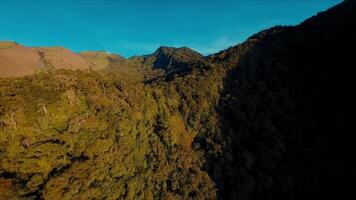 Antenne Aussicht von ein üppig Wald mit Berg Angebot im das Hintergrund während golden Stunde. video