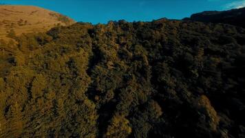 antenne visie van een weelderig Woud met een berg in de achtergrond onder een Doorzichtig blauw lucht. video