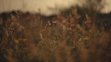 doux concentrer image de une fleurs sauvages Prairie avec chaud tons et bokeh, idéal pour Naturel arrière-plans. video