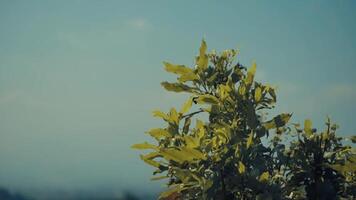 serein la nature Contexte avec une concentrer sur vibrant Jaune feuilles contre une doux bleu ciel avec copie espace. video