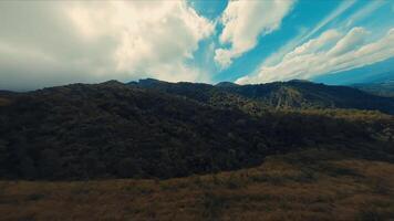 aereo Visualizza di un' lussureggiante foresta con drammatico nuvole nel il cielo. video