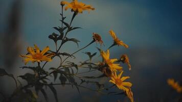 aftekenen wilde bloemen tegen een schemer lucht, met een zacht focus Aan de voorgrond. video