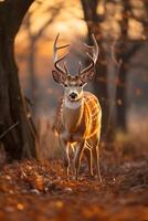 AI generated Beautiful male deer in the forest.Generative Ai photo