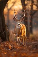 ai generado hermosa masculino ciervo en el bosque.generativo ai foto