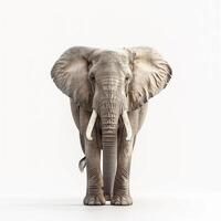 AI generated african elephant isolated on white background.Generative Ai photo