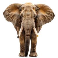 AI generated african elephant isolated on white background.Generative Ai photo