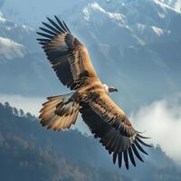 AI generated Himalayan griffon vulture flying with snow mountain background.Generative Ai photo