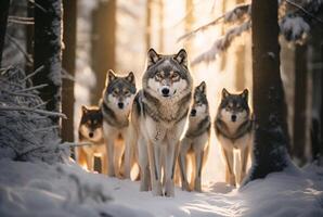 AI generated canadian wolf in winter forest.Generative Ai photo