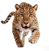 AI generated jaguar panthera onca isolated on white background.Generative Ai photo