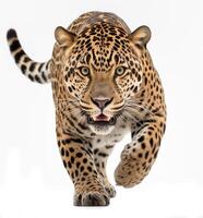 AI generated jaguar panthera onca isolated on white background.Generative Ai photo