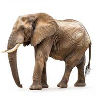 AI generated african elephant isolated on white background.Generative Ai photo