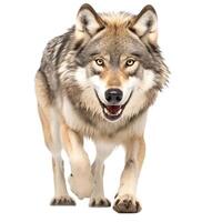 AI generated canadian wolf isolated on white background.Generative Ai photo