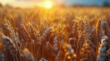 ai generado trigo campo a puesta de sol foto