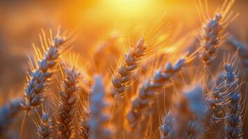 ai generado trigo campo a puesta de sol foto
