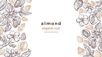 Almond nut frame. Vector art pattern. Farm harvest