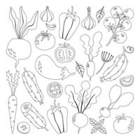 Set of doodle vegetables. Vector illustration isolated on white background. Coloring for children.