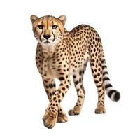 AI generated cheetah isolated on white background.Generative Ai photo