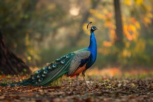 AI generated Majestic peacock stands proud in natural habitat sunset light. Generative AI photo