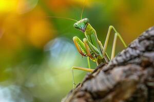 AI generated green praying mantis on tree branch.Generative Ai photo