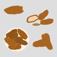 Dates with various shapes for ramadan elements vector