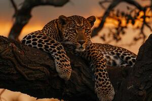 AI generated leopard is lying on tree in the evening.Generative AI photo