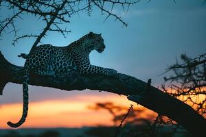 AI generated leopard is lying on tree in the evening.Generative AI photo