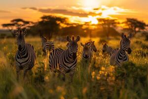 AI generated Herd of zebra in the evening.Generative Ai photo