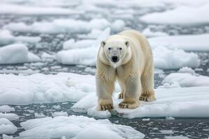ai generado polar oso en deriva hielo borde en el naturaleza hábitat. generativo ai foto