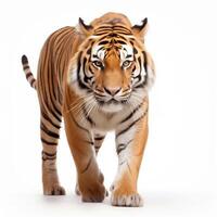 AI generated tiger panthera tigris isolated on white background.Generative Ai photo