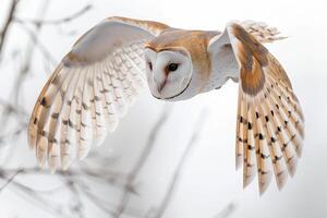 AI generated Barn Owl flying in forest wildlife scene.Generative Ai photo