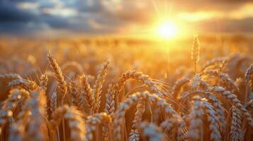 AI generated Wheat Field With Sunset photo