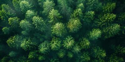 AI generated Aerial view of a lush green forest canopy photo