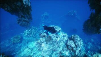 A manta ray swims through the blue water video