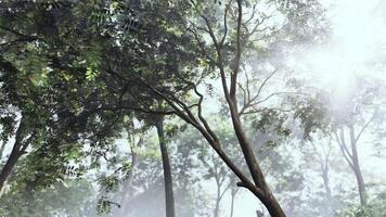 il sole brilla attraverso il alberi su un' nebbioso giorno video