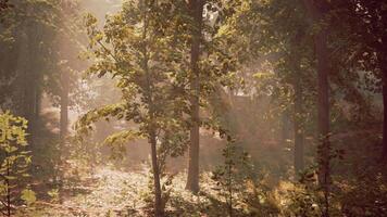 The sun shines through the trees in the woods video