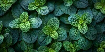 AI generated Peppermint leaves background. Mint leaves texture. Mint leaves background photo