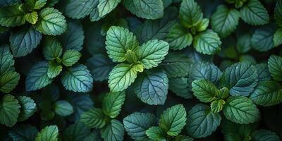 AI generated Peppermint leaves in the garden. Mint leaves texture background. photo