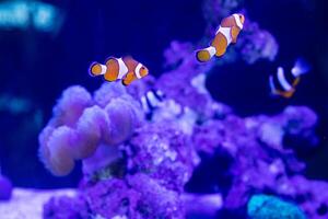 a group of nemo fish or clown fish swimming around the anemon and coral photo