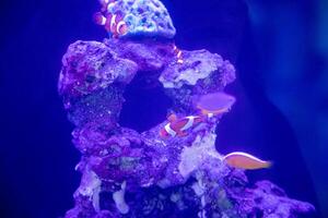 a group of nemo fish or clown fish swimming around the anemon and coral photo