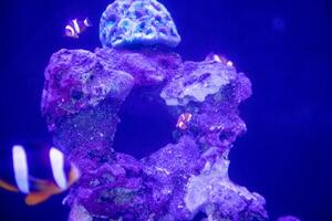 a group of nemo fish or clown fish swimming around the anemon and coral photo