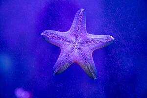 Starfish attached to aquarium glass showing tentacles and lower body photo