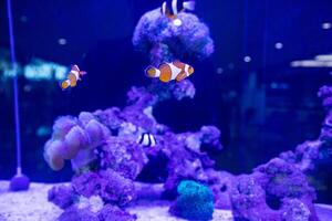 a group of nemo fish or clown fish swimming around the anemon and coral photo