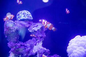 a group of nemo fish or clown fish swimming around the anemon and coral photo