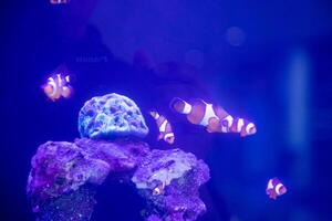 a group of nemo fish or clown fish swimming around the anemon and coral photo