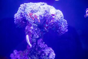 a group of nemo fish or clown fish swimming around the anemon and coral photo