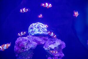 a group of nemo fish or clown fish swimming around the anemon and coral photo
