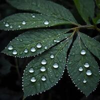 AI generated Fresh Dew Drops Glistening on Vibrant Green Leaves in Early Morning Light photo