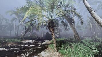 A palm tree in the middle of a foggy forest video