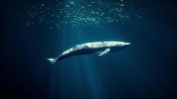 une majestueux baleine entouré par une prospère école de poisson video