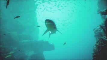 A large shark swimming over a coral reef video